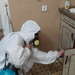 Дезинфекция от муравьев в квартире в Углегорске